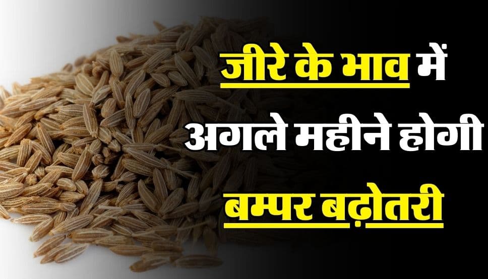 Jeera Ke Bhav: जीरे के भाव में होगी बम्पर बढ़ोतरी, मंडी व्यापरियों ने जताया बड़ी बढ़ोतरी का अनुमान