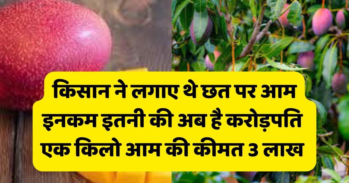 Miyajaki mango :: छत पर की थी मियाजाकी आम की खेती अब किसान है करोड़पति। 1 किलो आम है 3 लाख का
