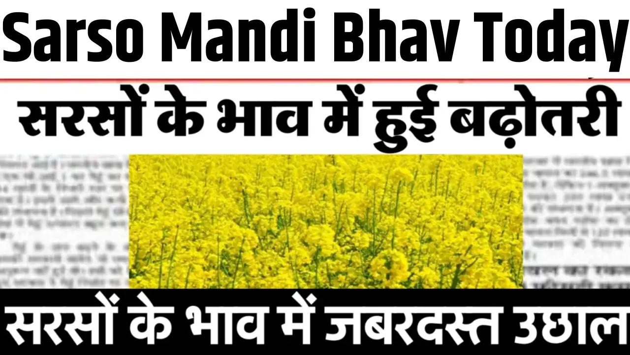 Sarso Mandi Bhav: आज सरसों के भाव में हुई बढ़ोतरी, सरसों का भाव जानकार बेचने दोड़ पड़ोगे