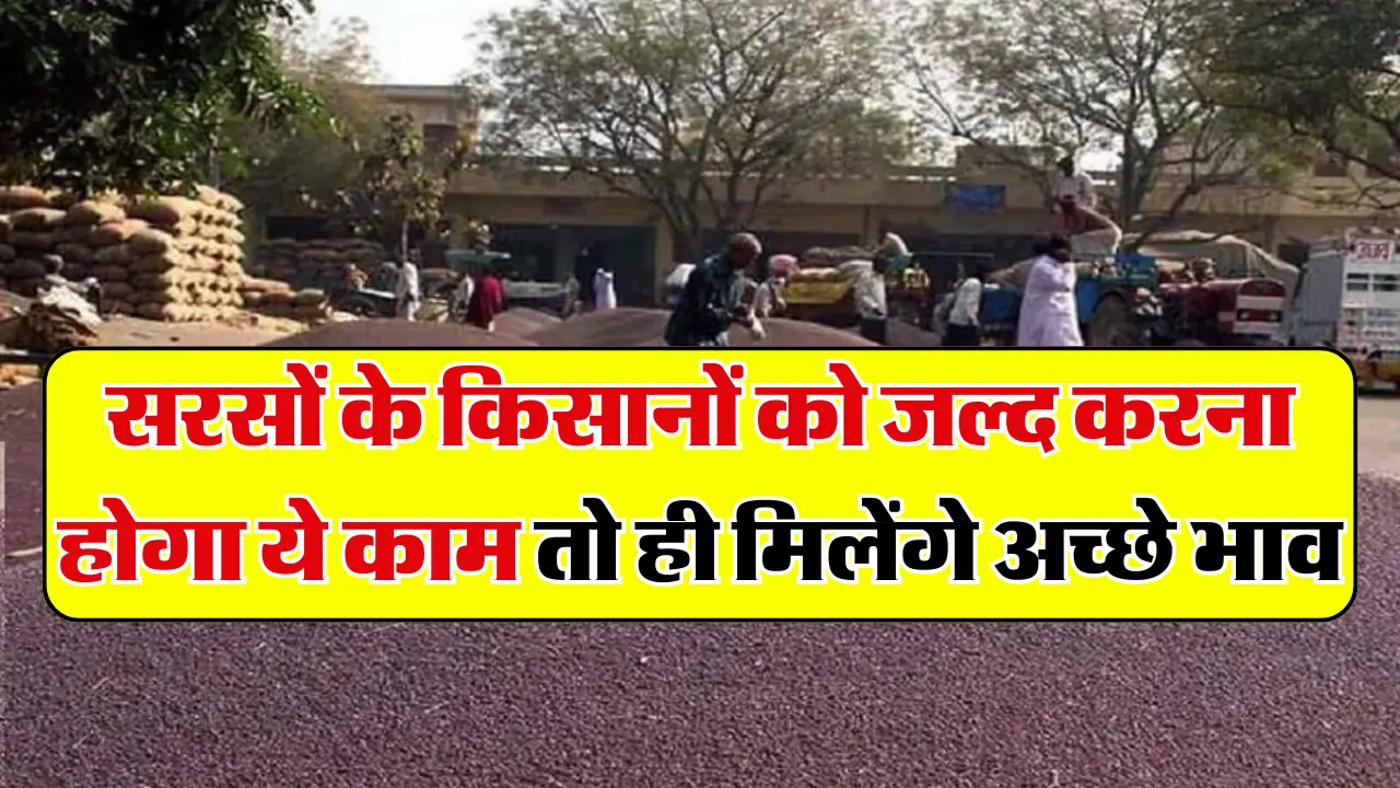 Sarso Mandi Update: सरसों से जुडी बड़ी खबर आई सामने, किसानों को जल्द करना होगा ये काम तो ही मिलेंगे 