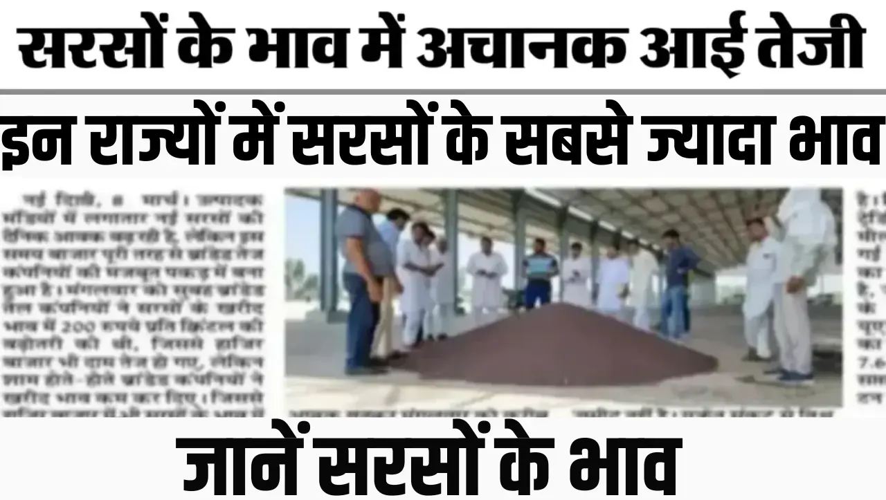 Sarso Bhav Today: सरसों के भाव में अचानक आई तेजी, इन राज्यों में सरसों के सबसे ज्यादा भाव ,जानें सरस