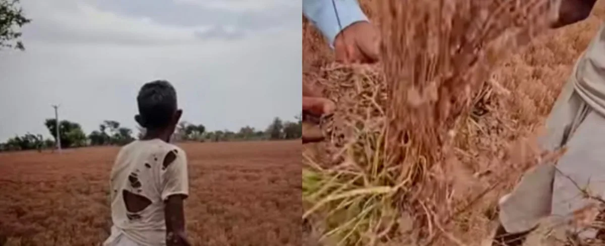 बारिश से नुकसान ,किसानों का संकट ,फसलों का नुकसान ,राजस्थान समाचार ,बेमौसम बारिश 