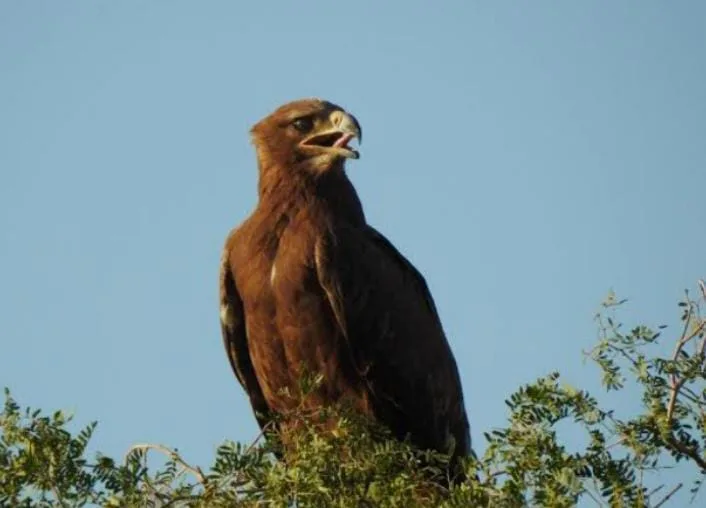 स्टेपी ईगल , बीकानेर समाचार , प्रवासी पक्षी , ईरान-इजराइल संघर्ष , राजस्थान रेगिस्तान , वन्यजीव समाचार , पक्षी प्रवास 