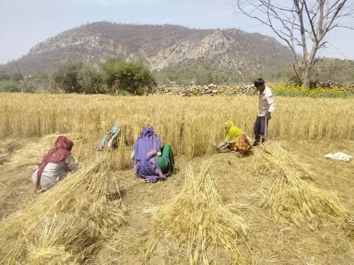 बेमौसम बारिश 