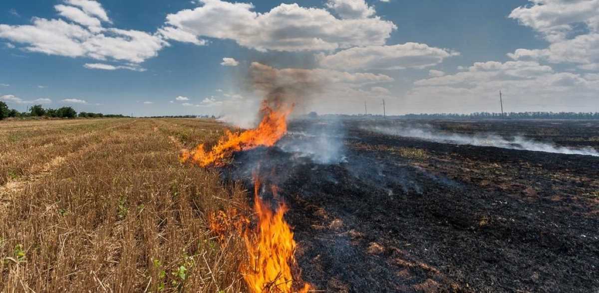 दिल्ली वायु प्रदूषण के बीच सुप्रीम कोर्ट ने पंजाब में पराली जलाने पर सख्त टिप्पणी 'इसे रोक जाना चाहि