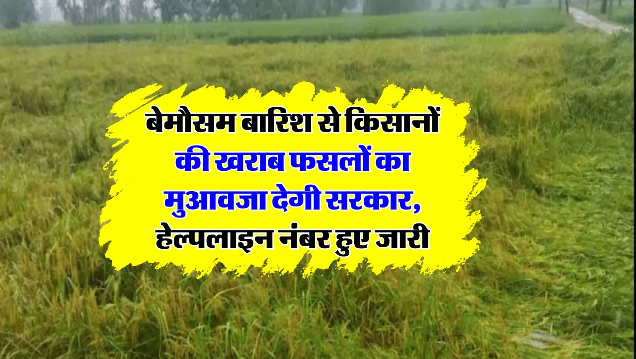 बेमौसम बारिश से किसानों की खराब फसलों का मुआवजा देगी सरकार, हेल्पलाइन नंबर हुए जारी