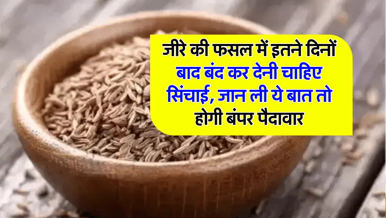 जीरे की फसल में इतने दिनों बाद बंद कर देनी चाहिए सिंचाई, जान ली ये बात तो होगी बंपर पैदावार