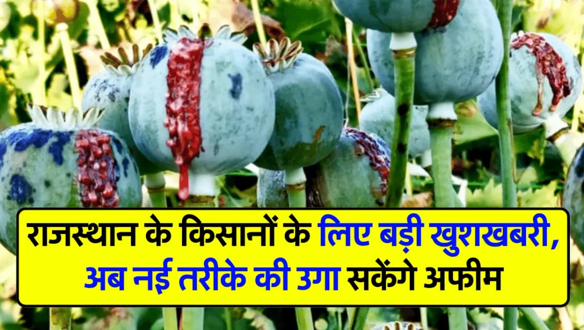 राजस्थान के किसानों के लिए बड़ी खुशखबरी, अब नई तरीके की उगा सकेंगे अफीम
