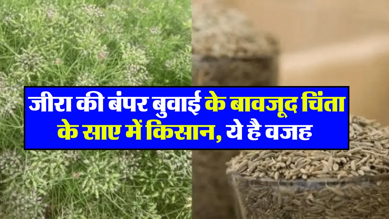 Jeera Farming: जीरा की बंपर बुवाई के बावजूद चिंता के साए में किसान, ये है वजह