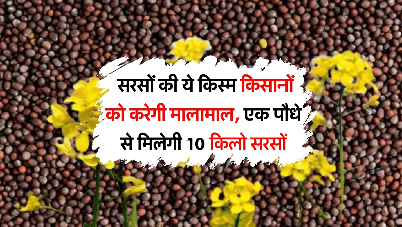 Sarso Rate: सरसों की ये किस्म किसानों को करेगी मालामाल, एक पौधे से मिलेगी 10 किलो सरसों