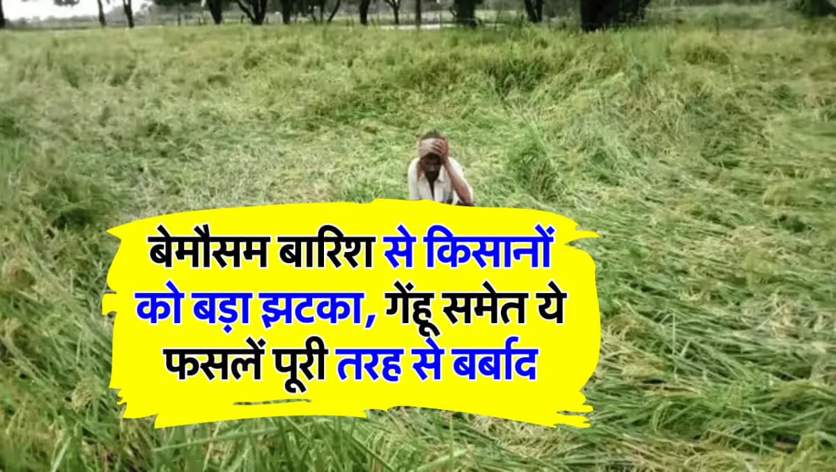 बेमौसम बारिश से किसानों को बड़ा झटका, गेंहू समेत ये फसलें पूरी तरह से बर्बाद