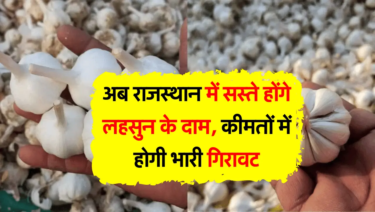 Lahsun Rate: अब राजस्थान में सस्ते होंगे लहसुन के दाम, कीमतों में होगी भारी गिरावट