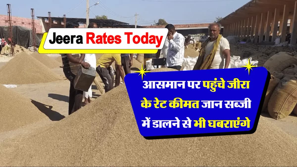 Jeera Rates: आसमान पर पहुंचे जीरा के रेट, कीमत जान सब्जी में डालने से भी घबराएंगे