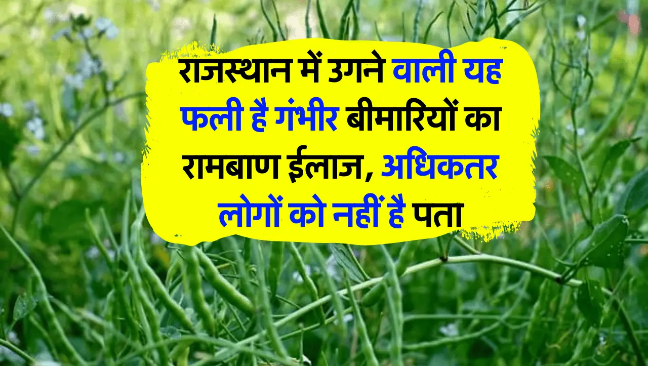 राजस्थान में उगने वाली यह फली है गंभीर बीमारियों का रामबाण ईलाज, अधिकतर लोगों को नहीं है पता