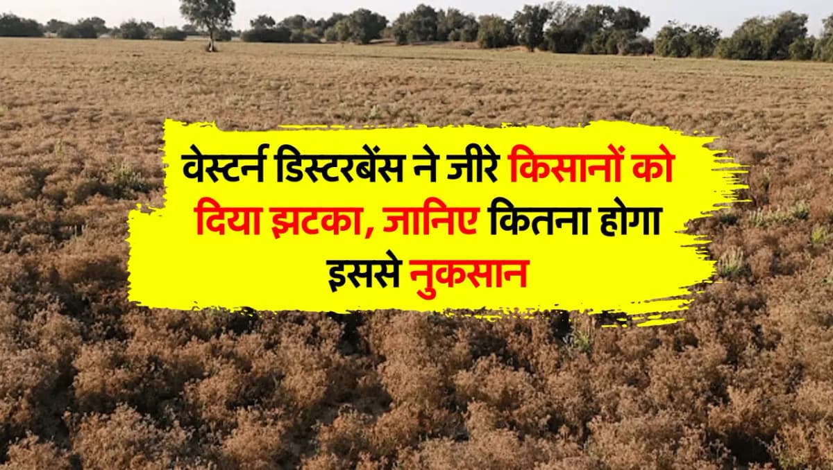 वेस्टर्न डिस्टरबेंस ने जीरे किसानों को दिया झटका, जानिए कितना होगा इससे नुकसान