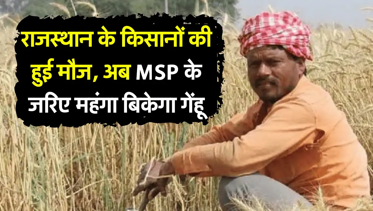 राजस्थान के किसानों की हुई मौज, अब MSP के जरिए महंगा बिकेगा गेंहू