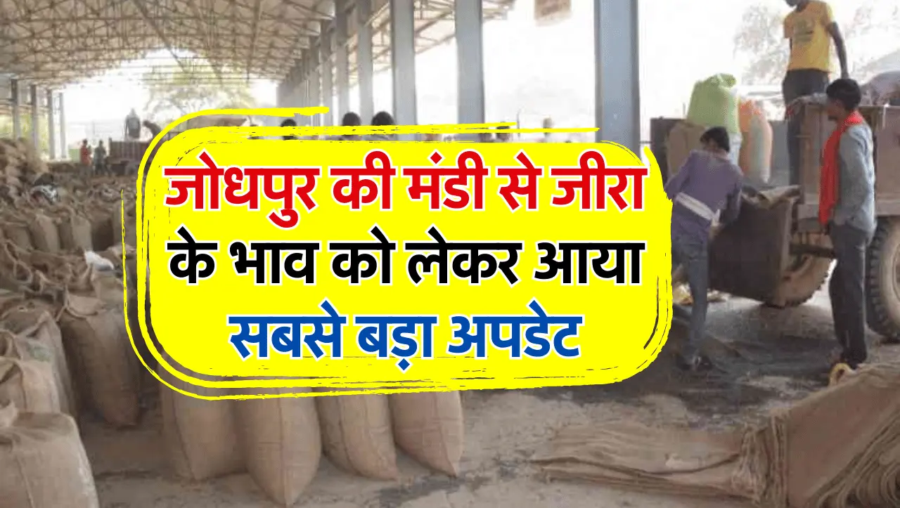 Jodhpur Mandi Bhav: जोधपुर की मंडी से जीरा के भाव को लेकर आया सबसे बड़ा अपडेट, जानिए आज के ताजा मंडी