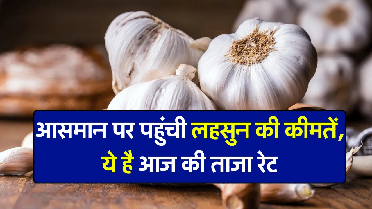 लहसुन के भाव में हुई जबरदस्त बढ़ोतरी, किसानों और व्यापारियों के पास भी खत्म हुआ स्टॉक