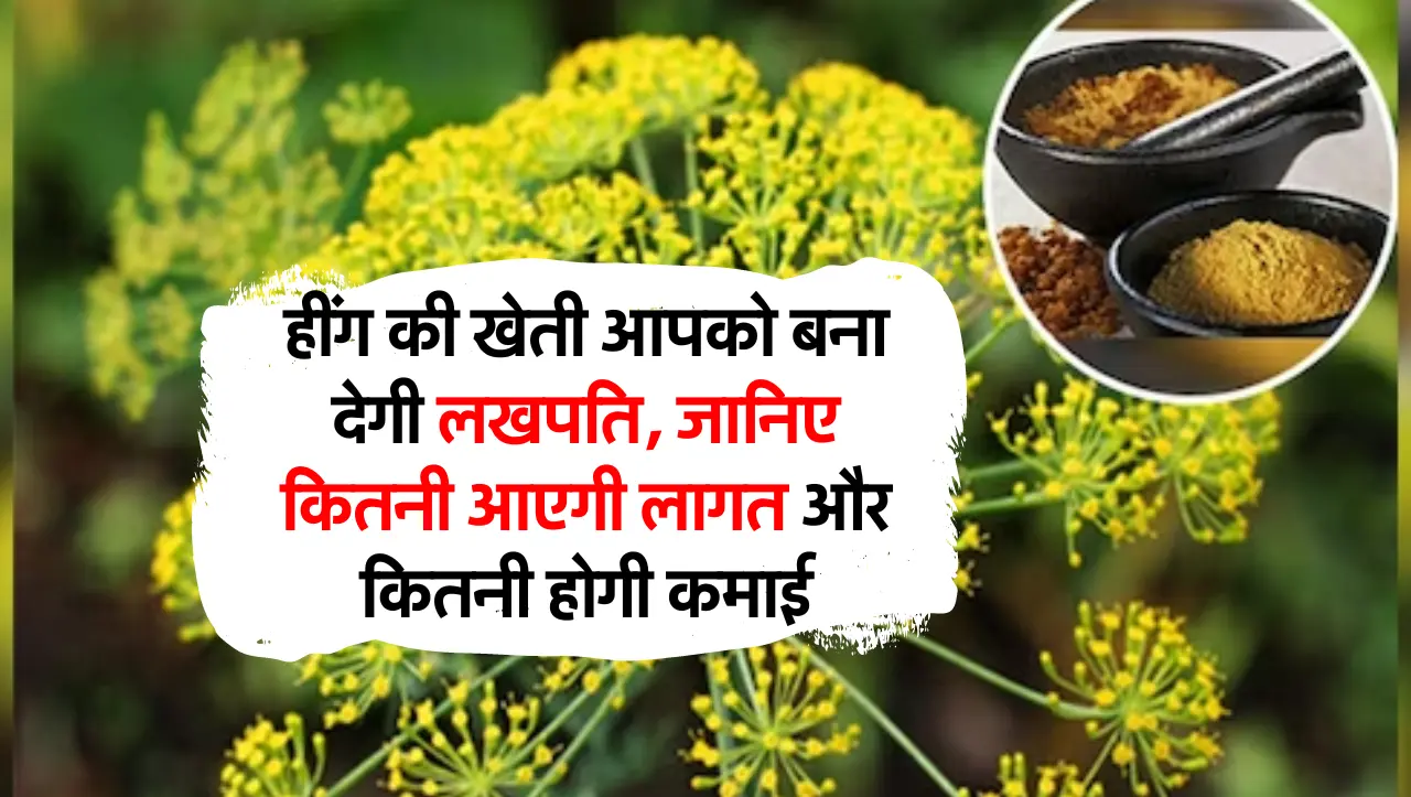 हींग की खेती आपको बना देगी लखपति, जानिए कितनी आएगी लागत और कितनी होगी कमाई