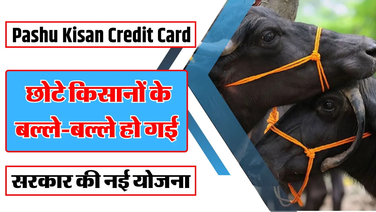 Pashu Kisan Credit Card: छोटे किसानों के बल्ले-बल्ले हो गई! सरकार की नई योजना
