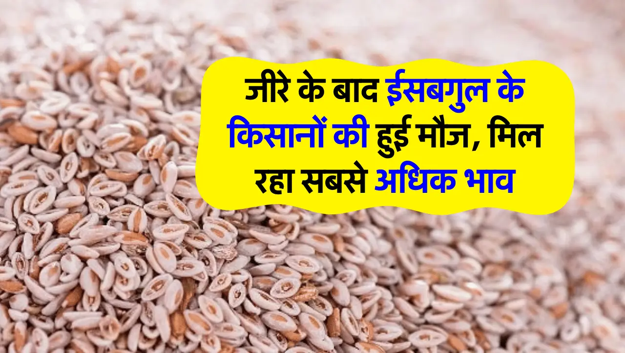 Good News: जीरे के बाद ईसबगुल के किसानों की हुई मौज, मिल रहा सबसे अधिक भाव