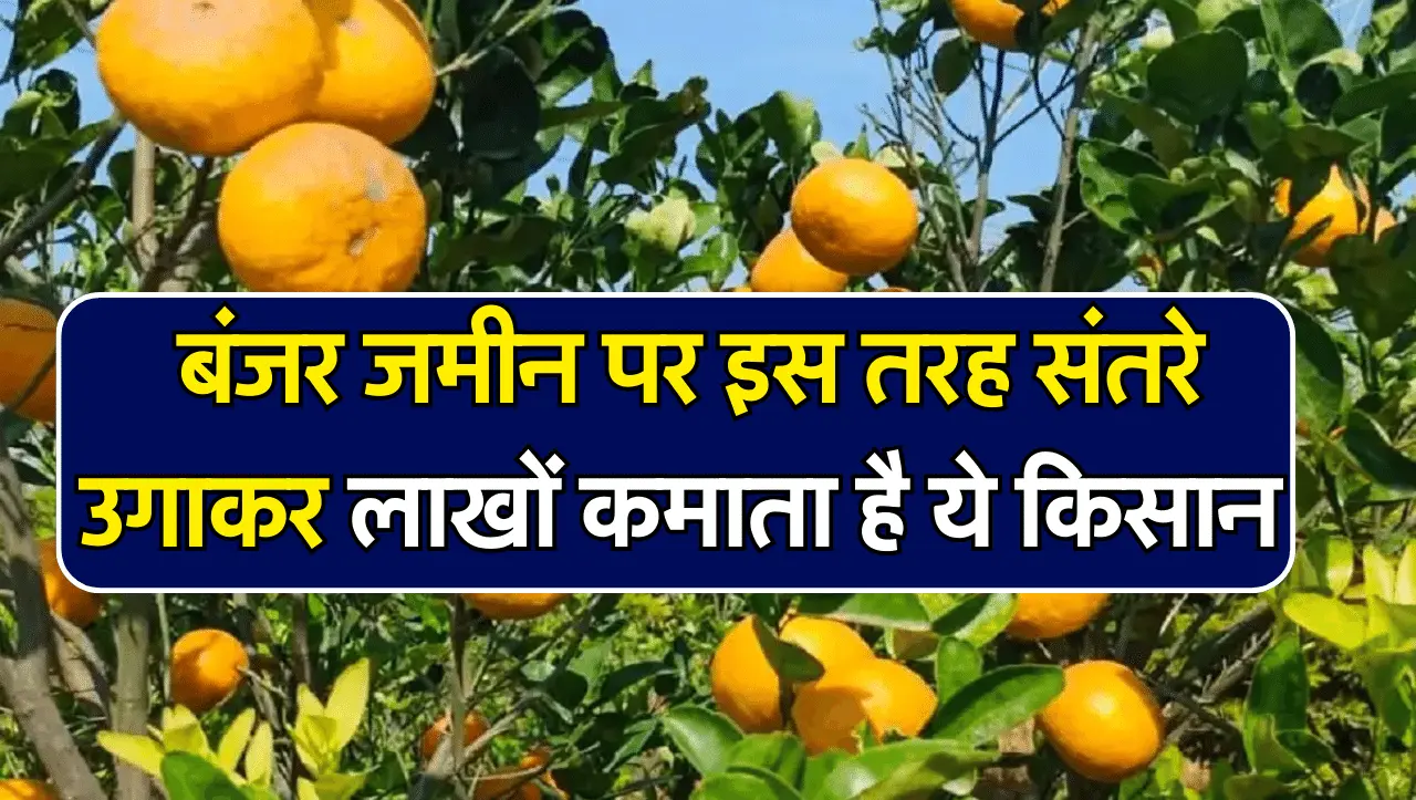 Farmer Success Story: बिना खाद-बीज के बंजर जमीन पर इस तरह संतरे उगाकर लाखों कमाता है ये किसान, खूब ह