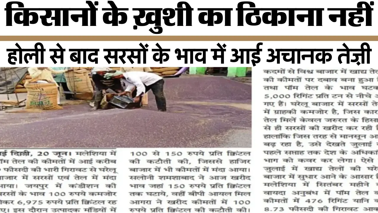 होली से बाद सरसों के भाव में आई अचानक तेज़ी, किसानों के ख़ुशी का ठिकाना नहीं, जानें सरसों के ताज़ा भ