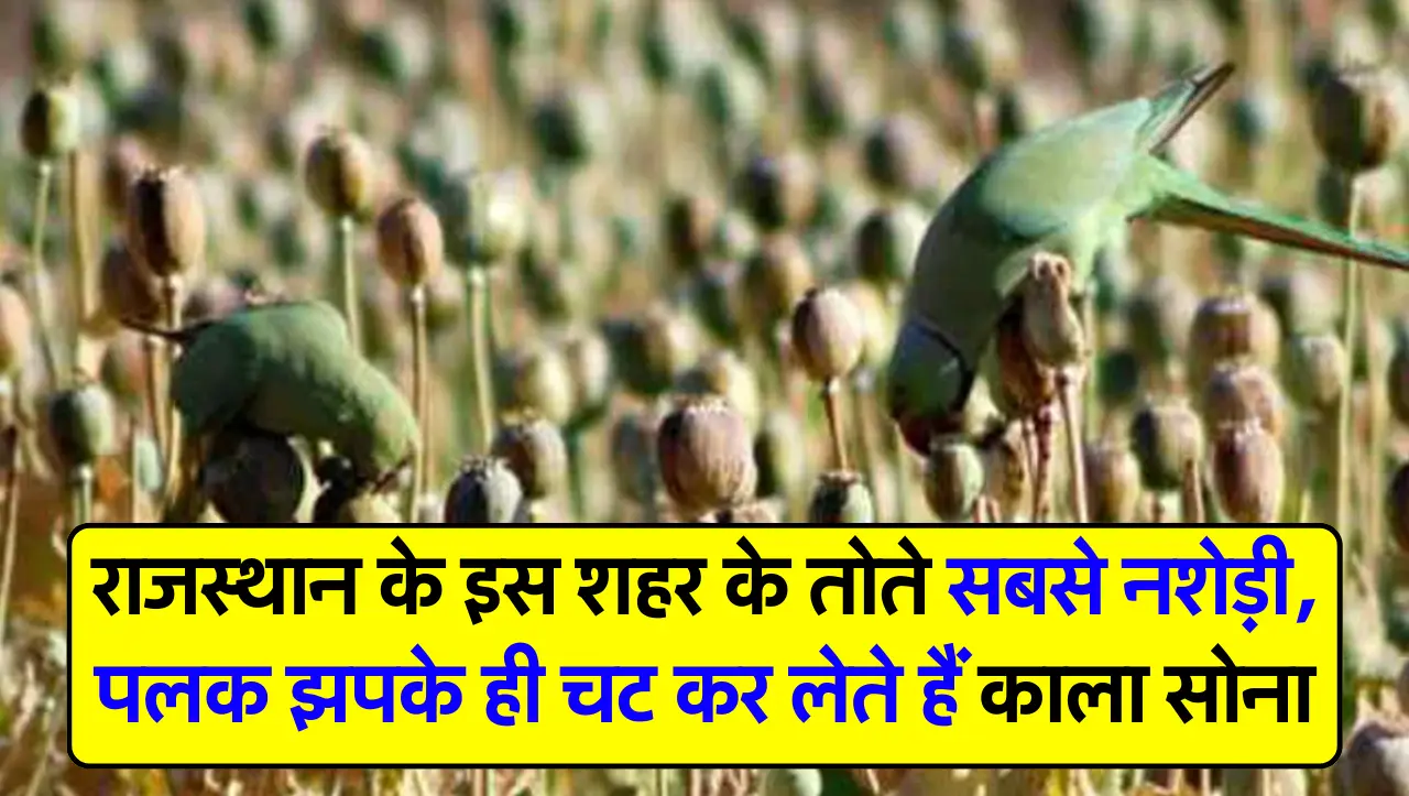 राजस्थान के इस शहर के तोते सबसे नशेड़ी, पलक झपके ही चट कर लेते हैं काला सोना