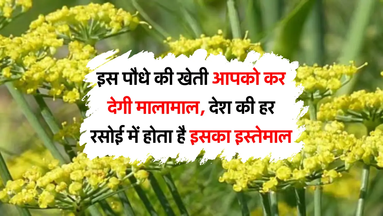 इस पौधे की खेती आपको कर देगी मालामाल, देश की हर रसोई में होता है इसका इस्तेमाल