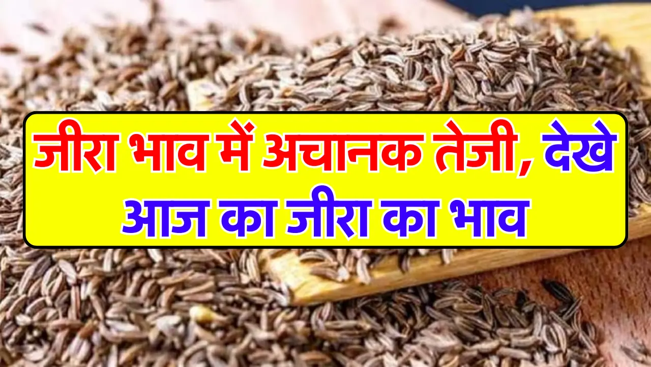 किसानों की मेहनत रंग लाई..! जीरा भाव में अचानक तेजी, देखे आज का जीरा का भाव