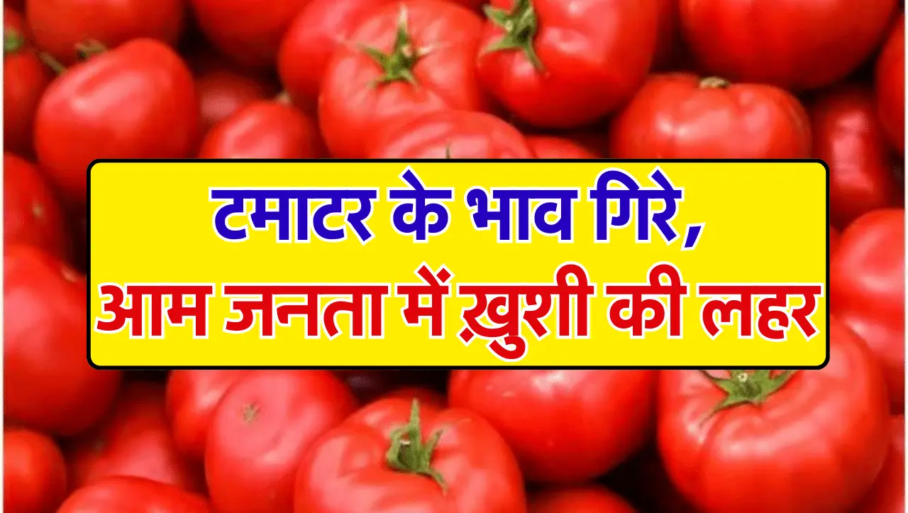 Tomato Rates Today: टमाटर के भाव गिरे, आम जनता में ख़ुशी की लहर