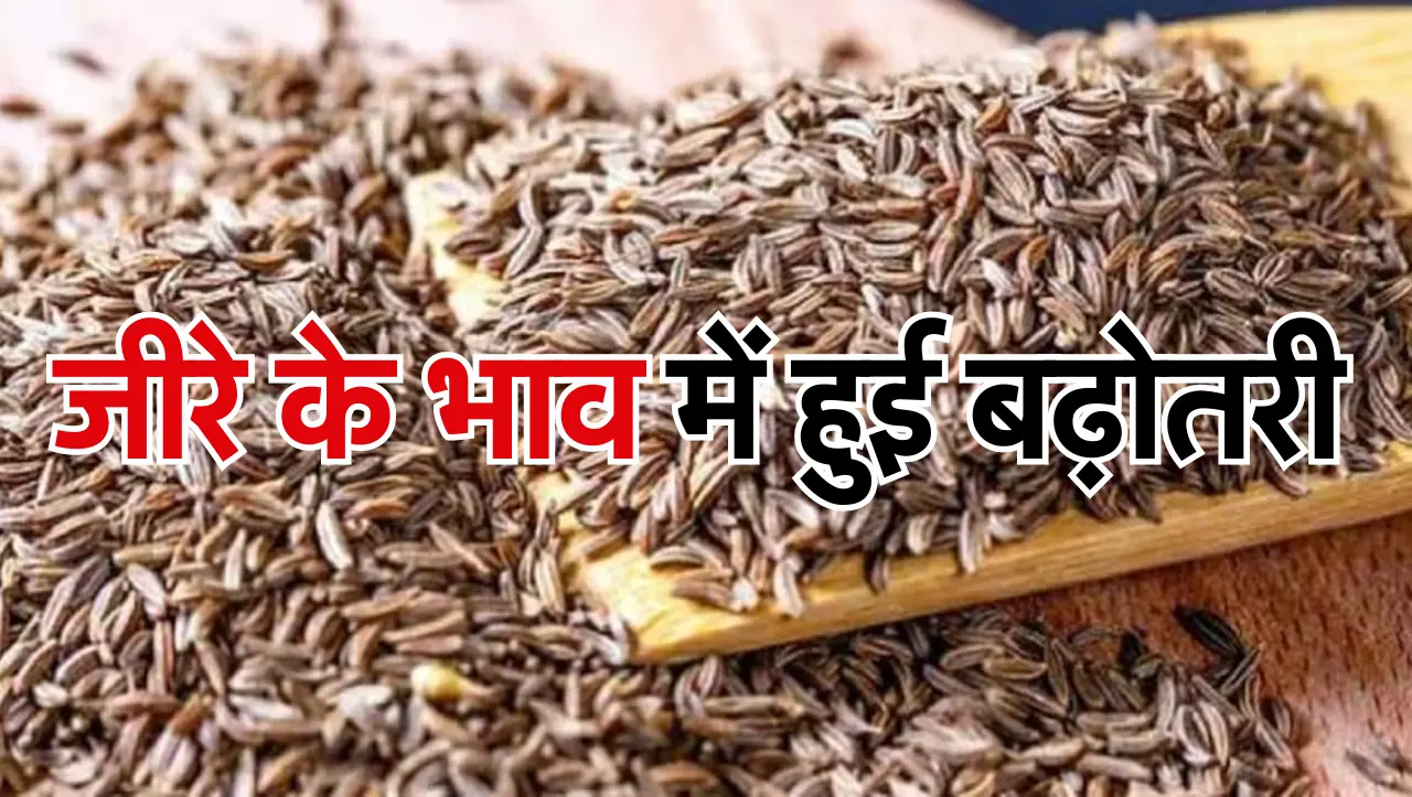 Jeera Ka Bhav Today: किसानों के लिए खुशखबरी, जीरे के भाव में हुई बढ़ोतरी, जाने आज का ताजा भाव