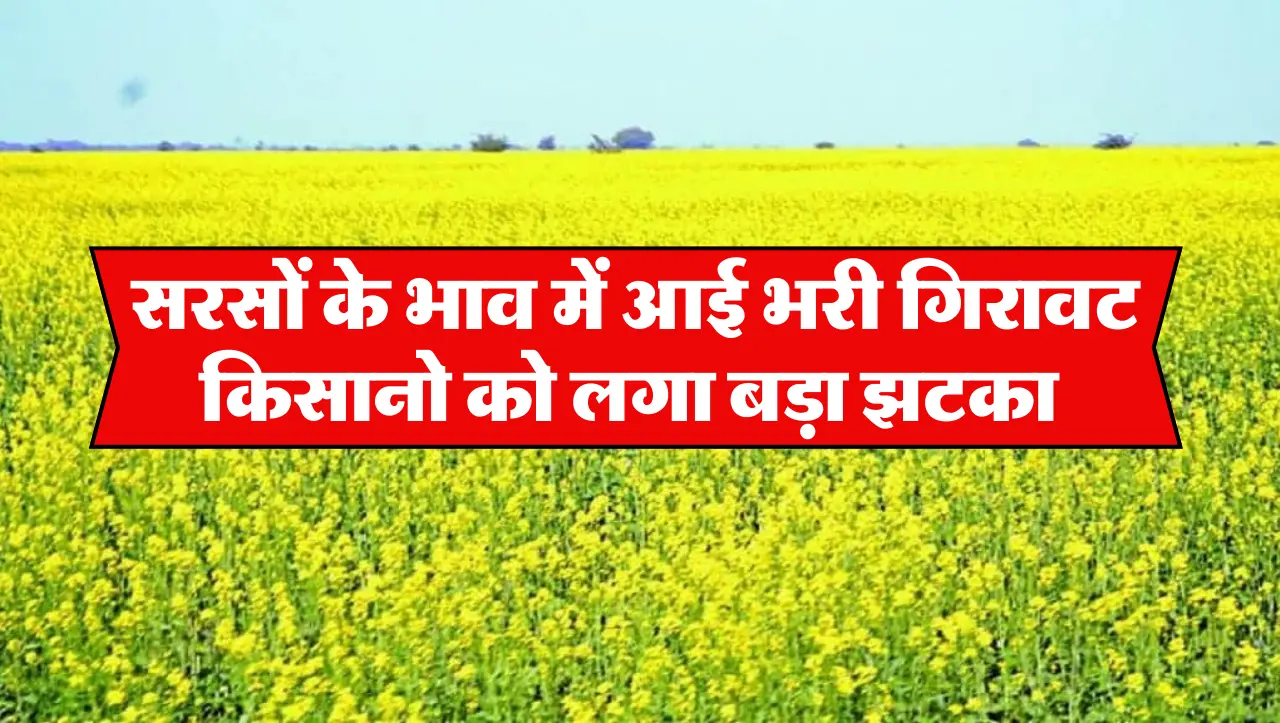 Today Sarso Ka Bhav : सरसों के भाव में आई भरी गिरावट , किसानो को लगा बड़ा झटका , जाने आज के भाव