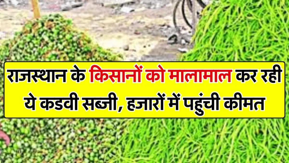 राजस्थान के किसानों को मालामाल कर रही ये कडवी सब्जी, हजारों में पहुंची कीमत