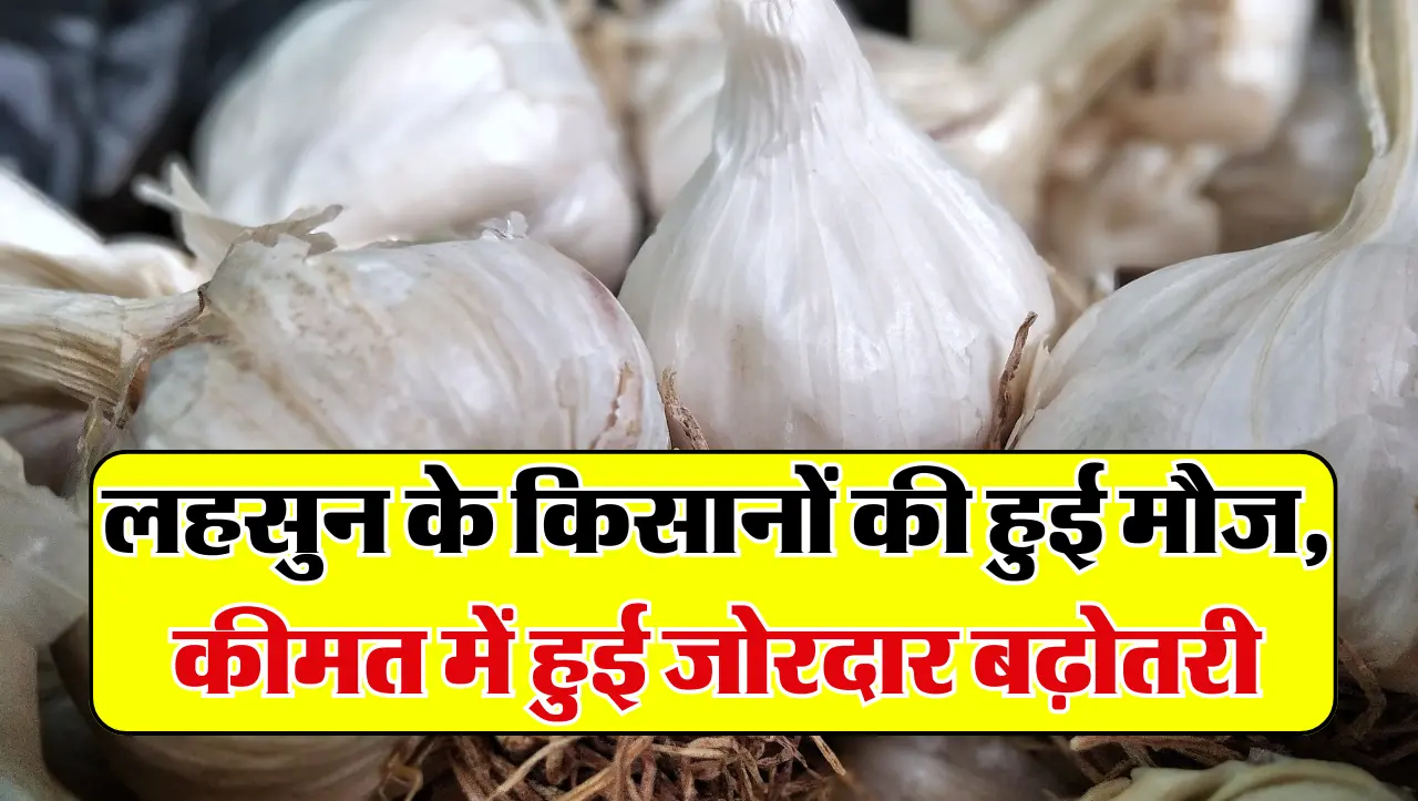 Lahsun Mandi Bhav: लहसुन के किसानों की हुई मौज, कीमत में हुई जोरदार बढ़ोतरी