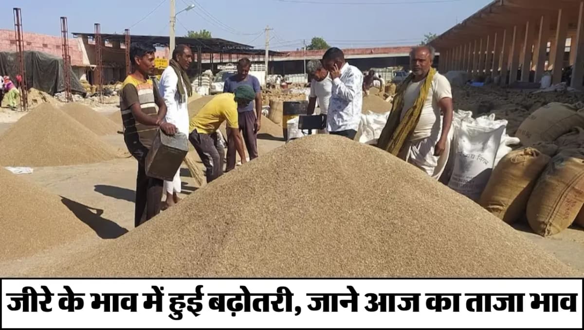 Mandi Bhav: किसानो के लिए बड़ी खुशखबरी.. जीरे के भाव में हुई बढ़ोतरी, जाने आज का ताजा भाव
