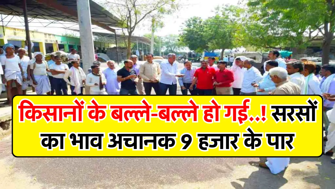 Sarson Bhav: किसानों के बल्ले-बल्ले हो गई..! सरसों का भाव अचानक 9 हजार के पार, जानें देशभर की मंडियो