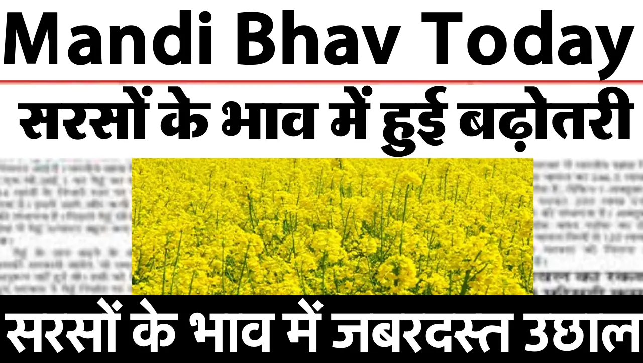 Sarso Bhav Today: किसानो के लिए खुशखबरी, आज सरसों के भाव में हुई बढ़ोतरी, जाने आज का मंडी भाव