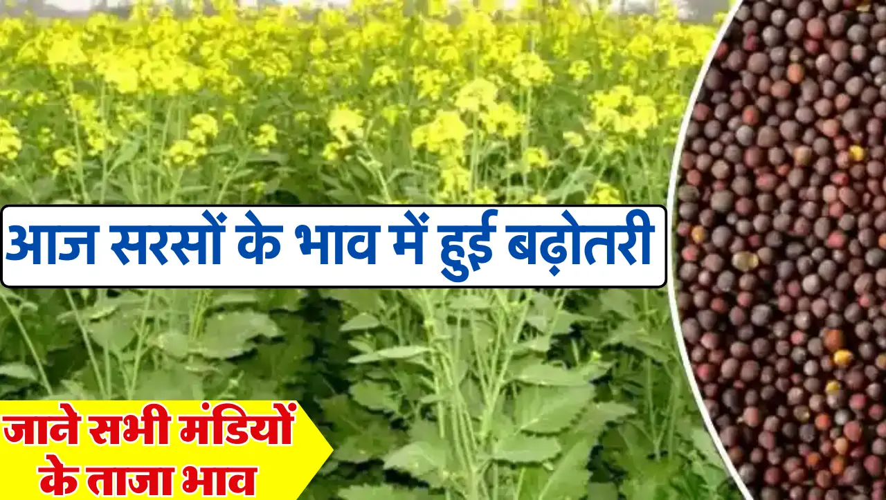 Sarso Ka Bhav: किसानो के लिए खुशखबरी…. आज सरसों के भाव में हुई बढ़ोतरी, जाने सभी मंडियों के ता