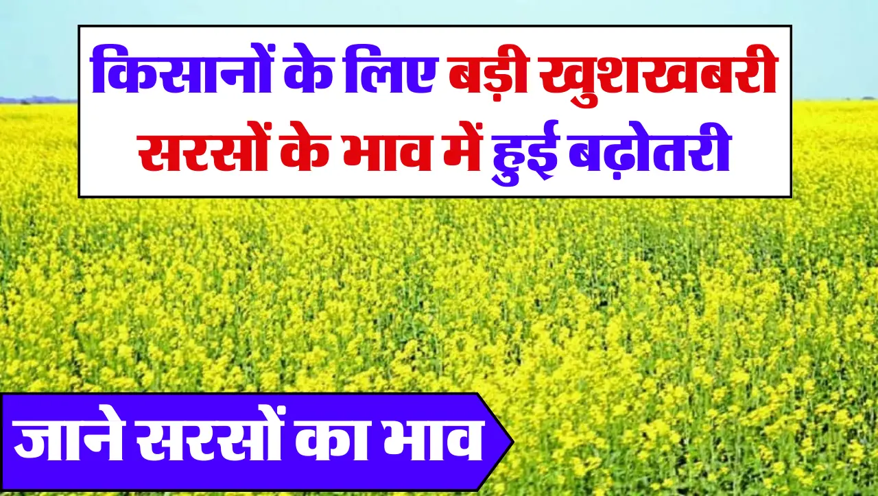 Today Sarso Bhav : किसानों के लिए बड़ी खुशखबरी , सरसों के भाव में हुई बढ़ोतरी , जाने सरसों का भाव