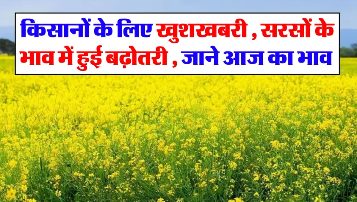 Sarso Bhav Today : किसानों के लिए खुशखबरी , सरसों के भाव में हुई बढ़ोतरी , जाने आज का भाव