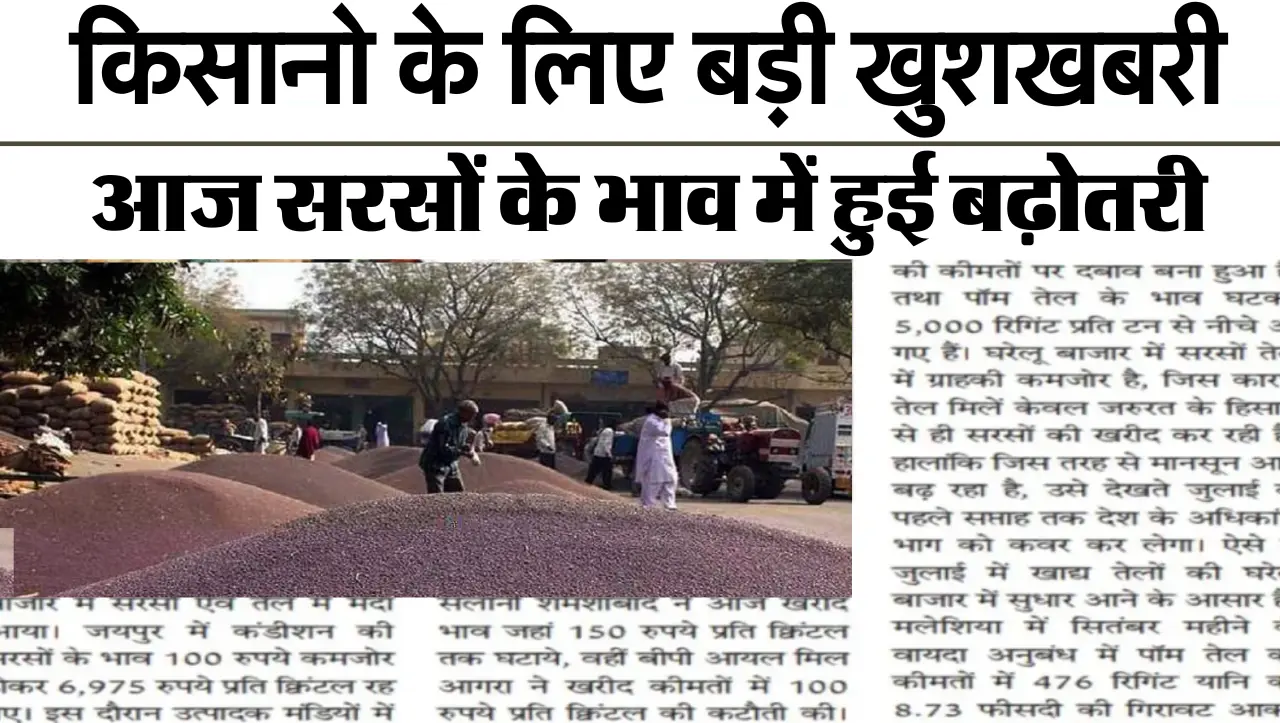 Today Sarso Ka Bhav: किसानो के लिए बड़ी खुशखबरी…| आज सरसों के भाव में हुई बढ़ोतरी, जाने सरसों 