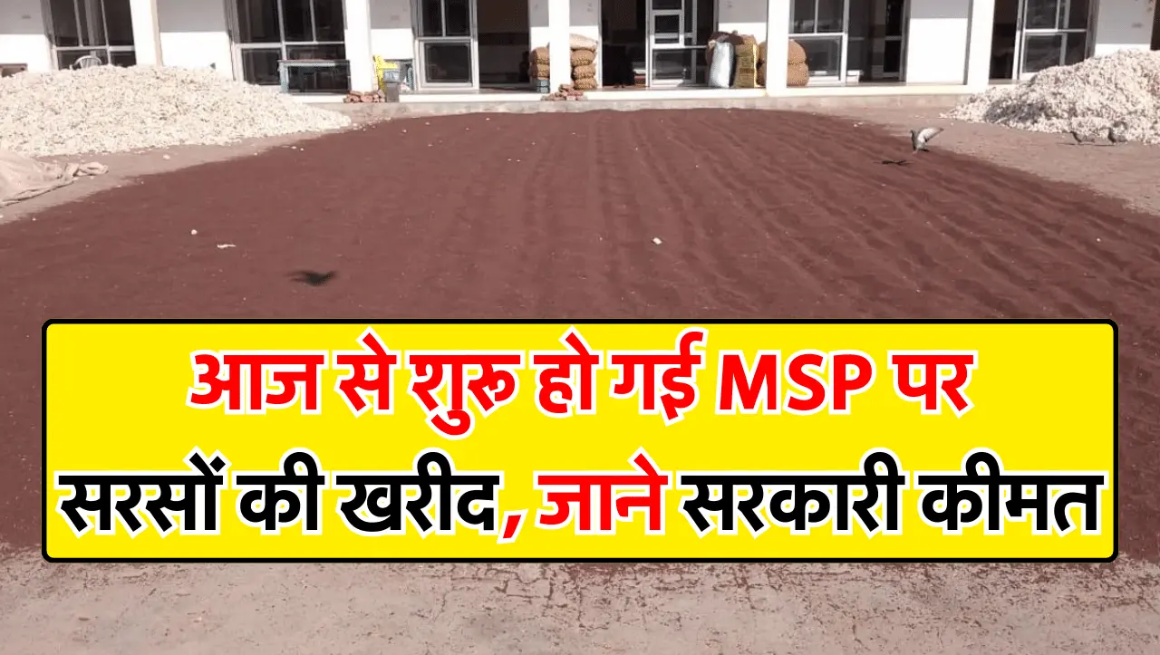Sarso Crop MSP Rate: आज से शुरू हो गई MSP पर सरसों की खरीद, जाने सरकारी कीमत