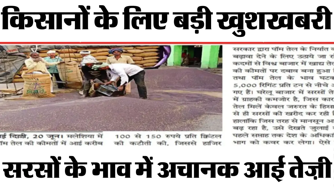 Sarso Bhav Today: किसानों के लिए बड़ी खुशखबरी, सरसों के भाव में अचानक आई तेज़ी, जाने सभी मंडियों के 