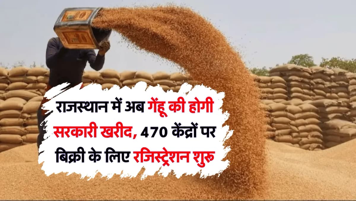 Farmers News: राजस्थान में अब गेंहू की होगी सरकारी खरीद, 470 केंद्रों पर बिक्री के लिए रजिस्ट्रेशन श