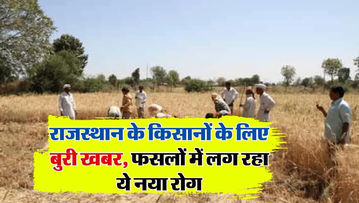 Farmers News: राजस्थान के किसानों के लिए बुरी खबर, फसलों में लग रहा ये नया रोग