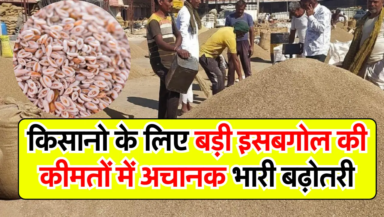 किसानो के लिए बड़ी खुशखबरी इसबगोल की भारी में अचानक बढ़ोतरी, जाने आज का ताजा भाव