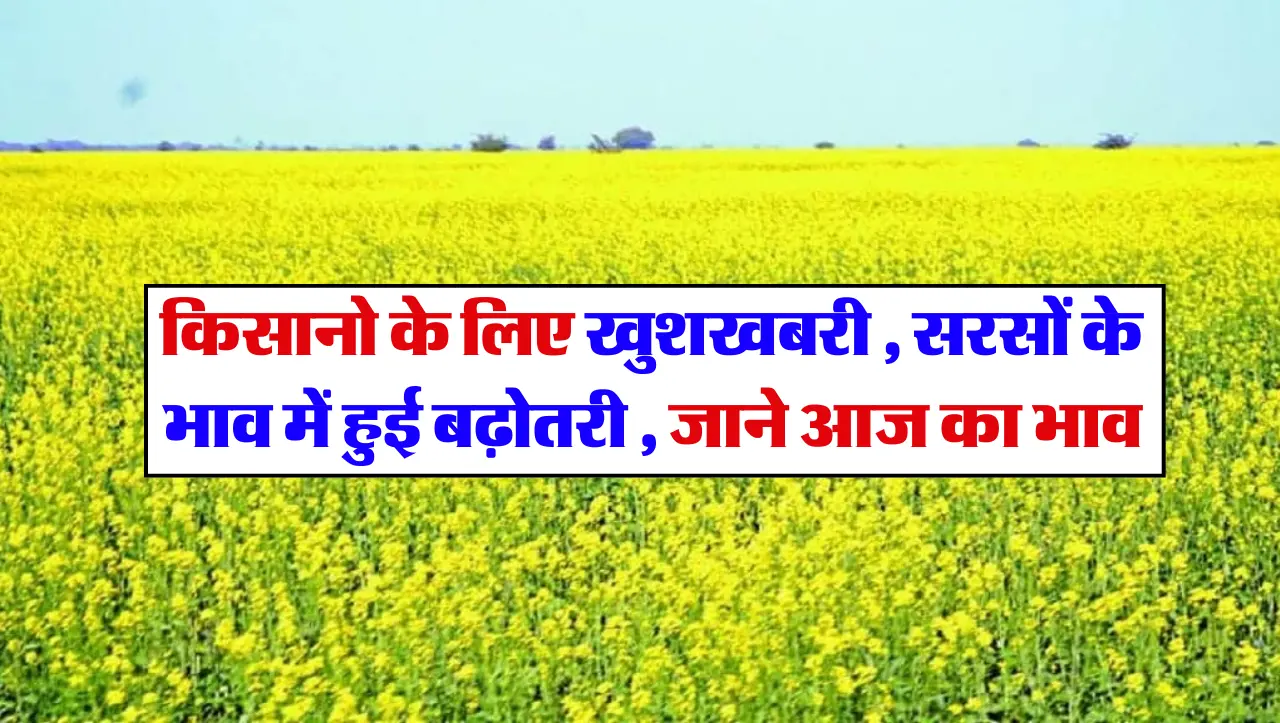 Sarso Ka Bhav : किसानो के लिए खुशखबरी , सरसों के भाव में हुई बढ़ोतरी , जाने आज का भाव